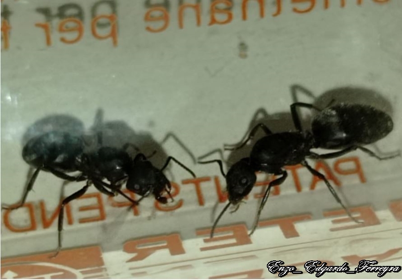 Camponotus mus