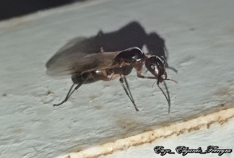 Camponotus sp.