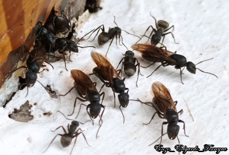Camponotus mus