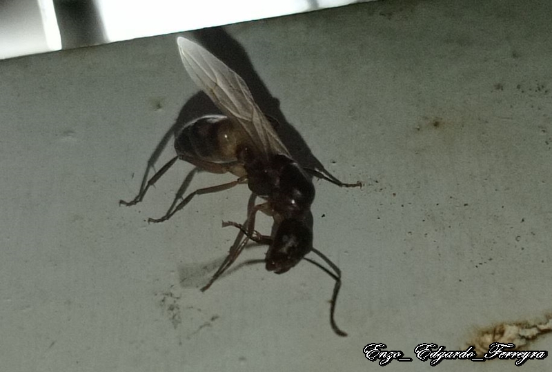 Camponotus sp.
