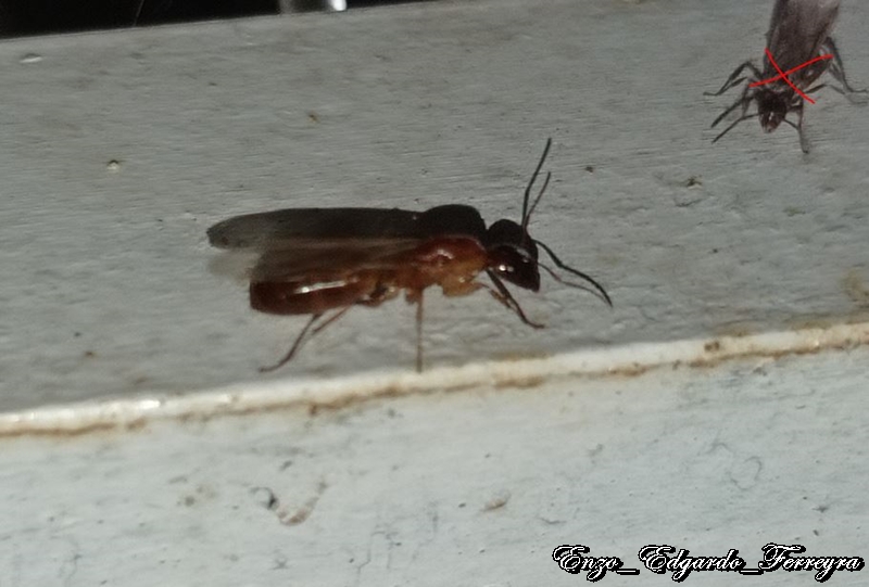 Crematogaster sp.