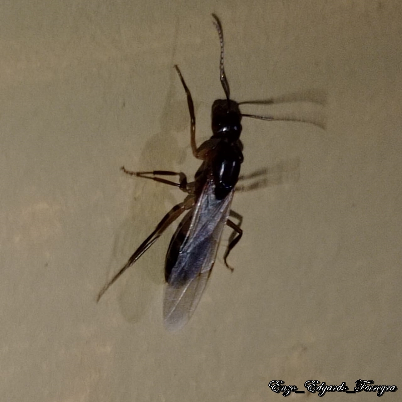 Camponotus sp.