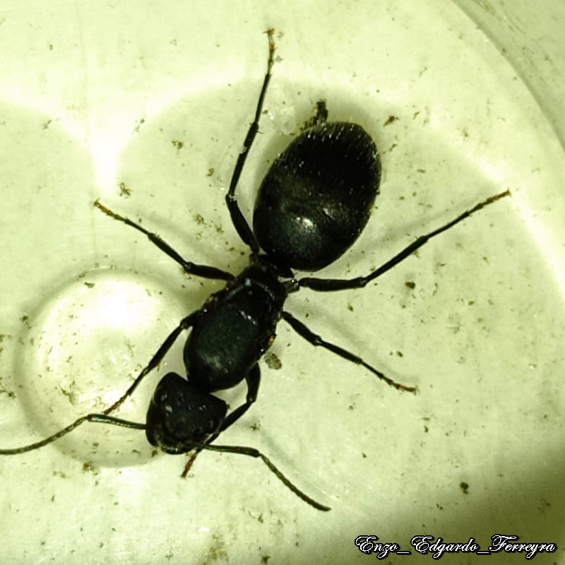 Camponotus sp.