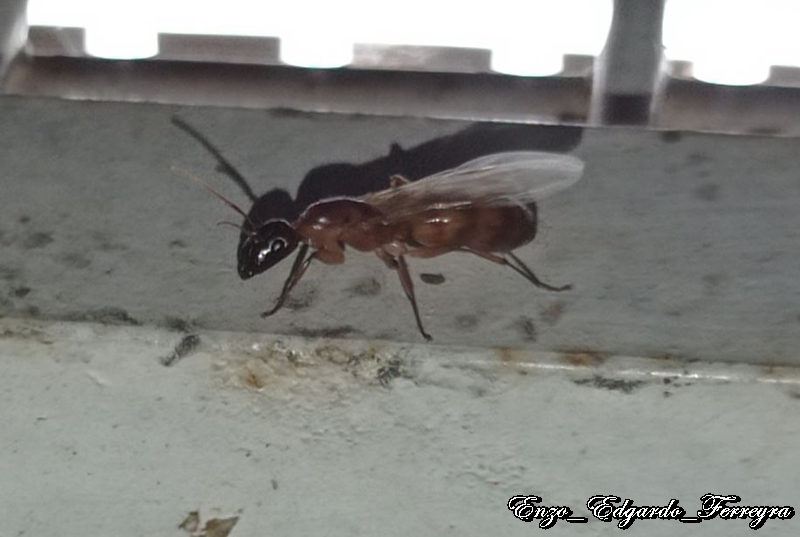 Camponotus sp.