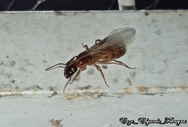 Camponotus sp.