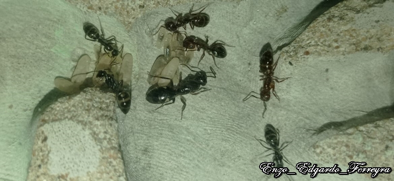 Camponotus sexgutattus