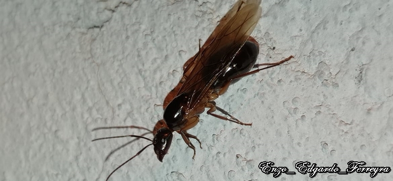 Camponotus atriceps
