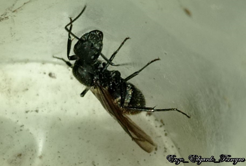Camponotus mus