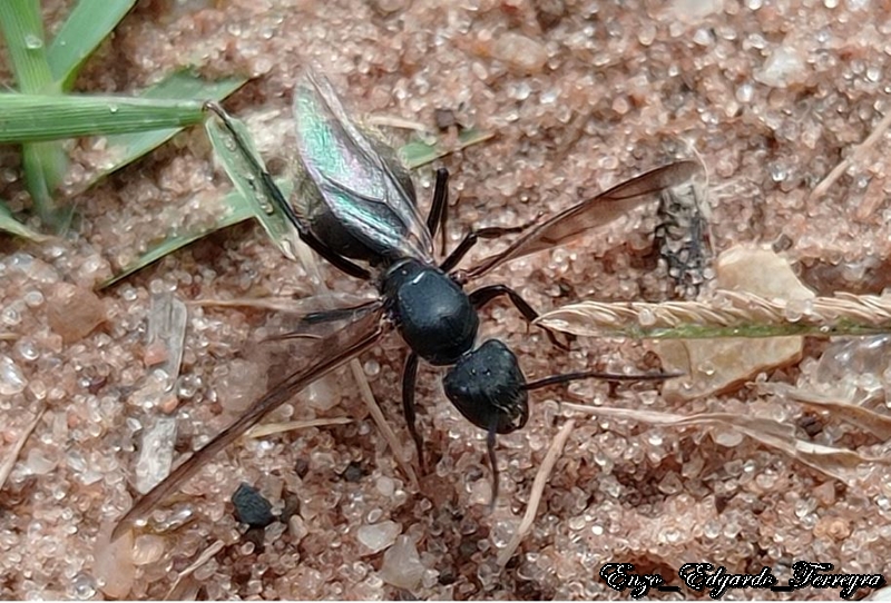Camponotus mus