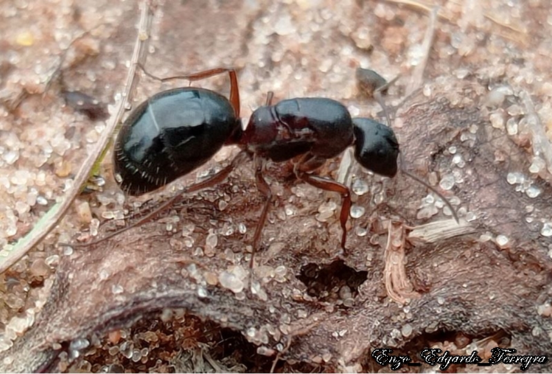 Camponotus sp.