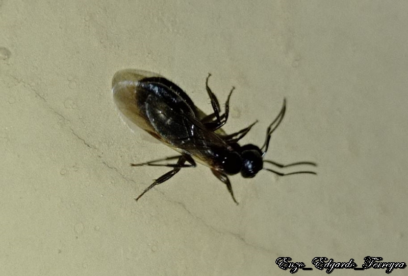 Camponotus sexgutattus
