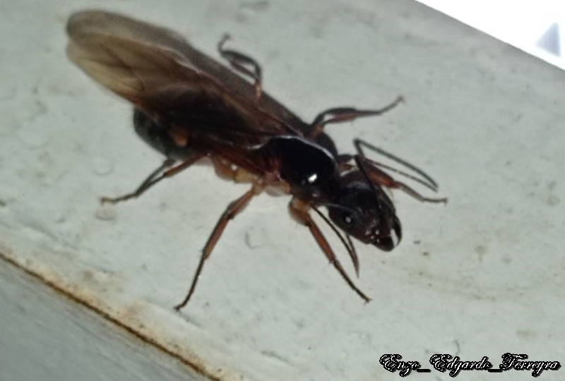 Camponotus sp.