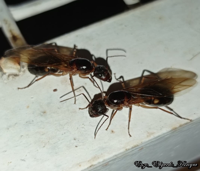 Camponotus sp.