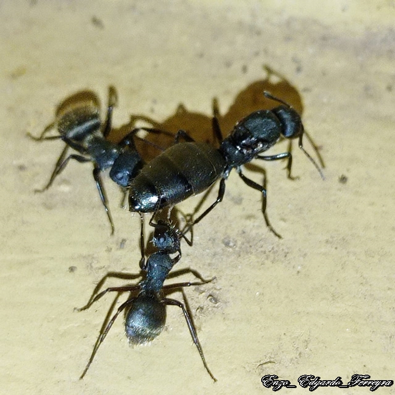 Camponotus mus