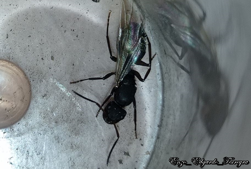 Camponotus sp.