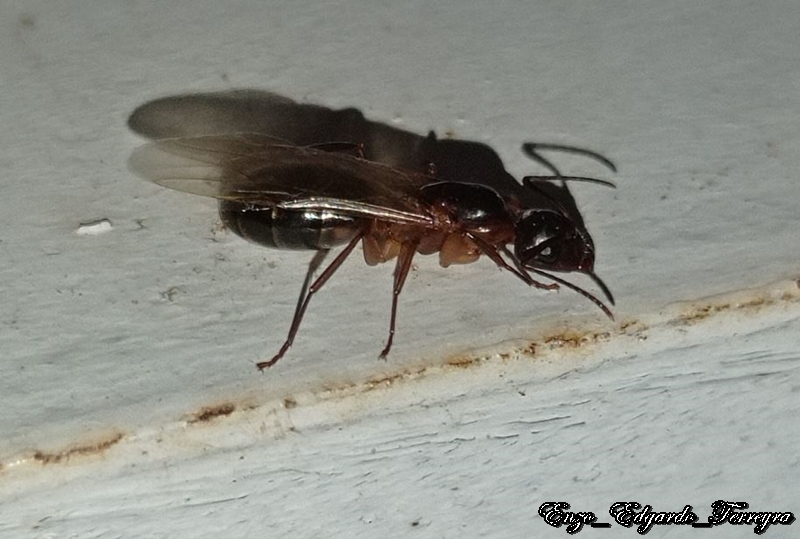 Camponotus atriceps