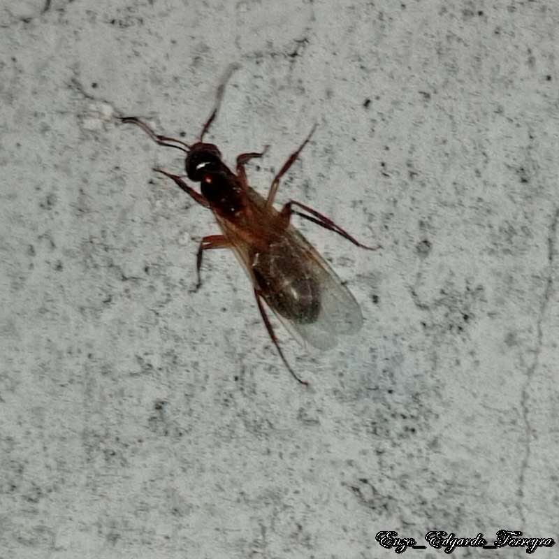 Camponotus sp.