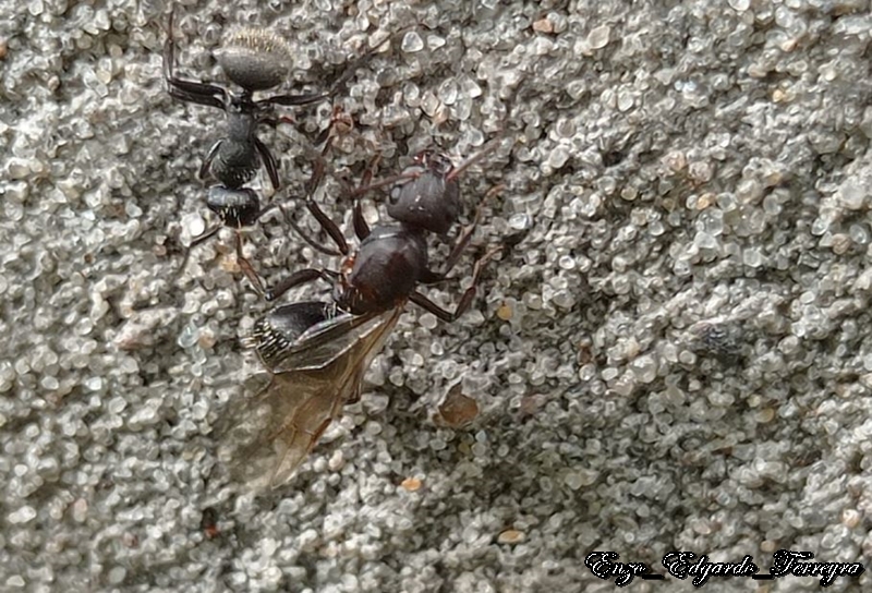 Camponotus sp.