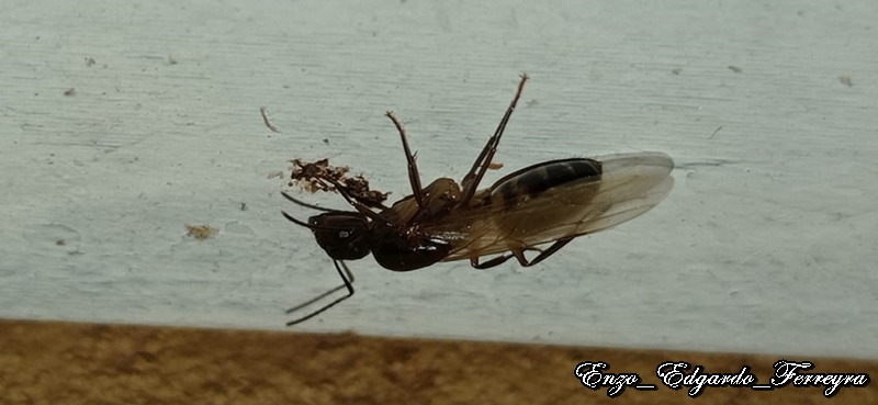 Camponotus sp.