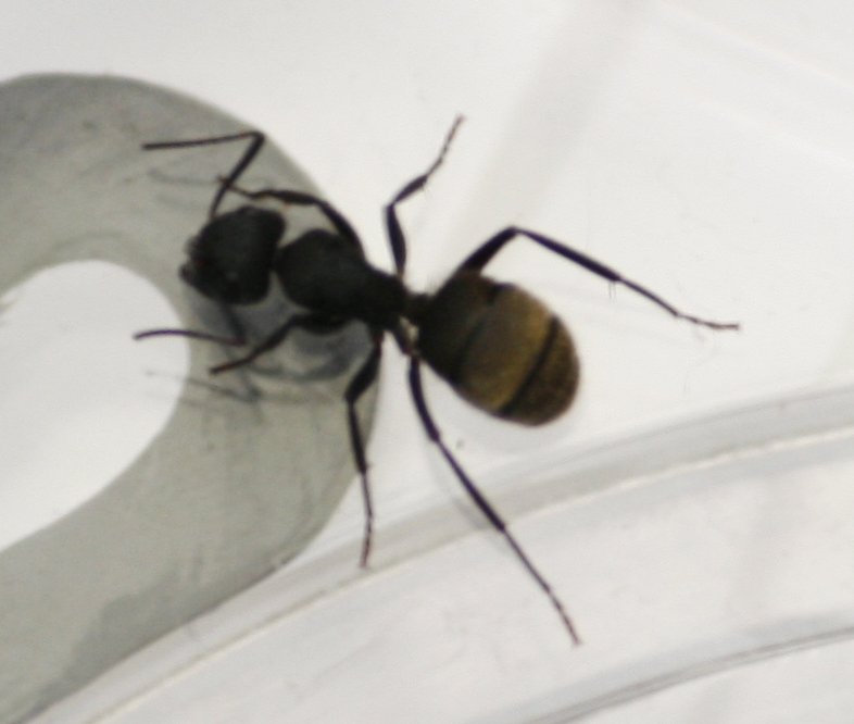 Acromyrmex