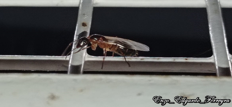 Camponotus sp.