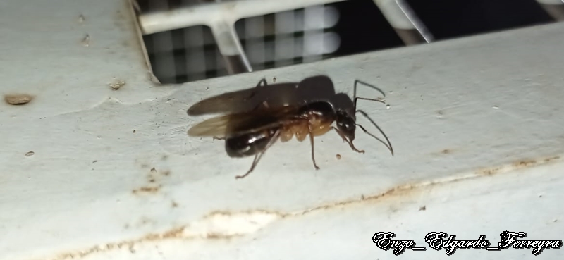 Camponotus sp.