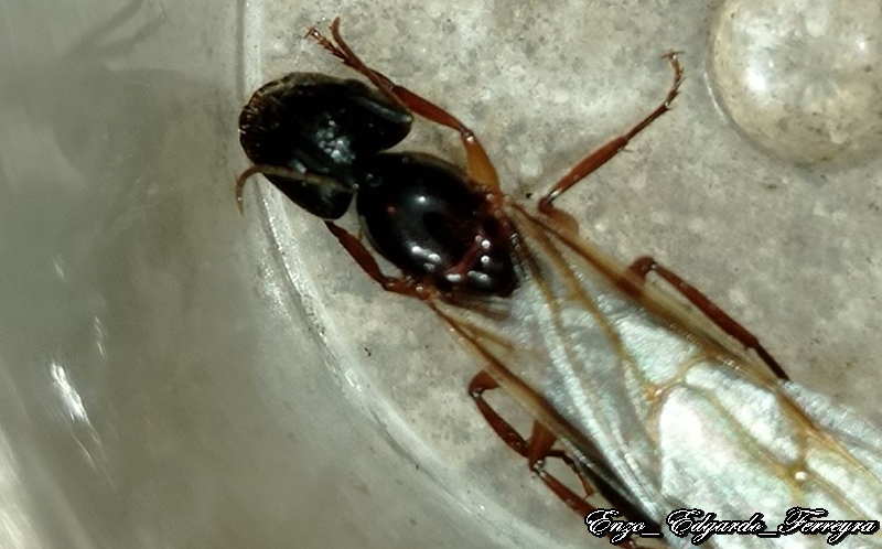 Camponotus renggeri