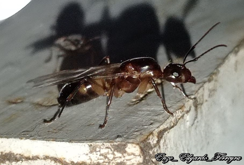 Camponotus substitutus