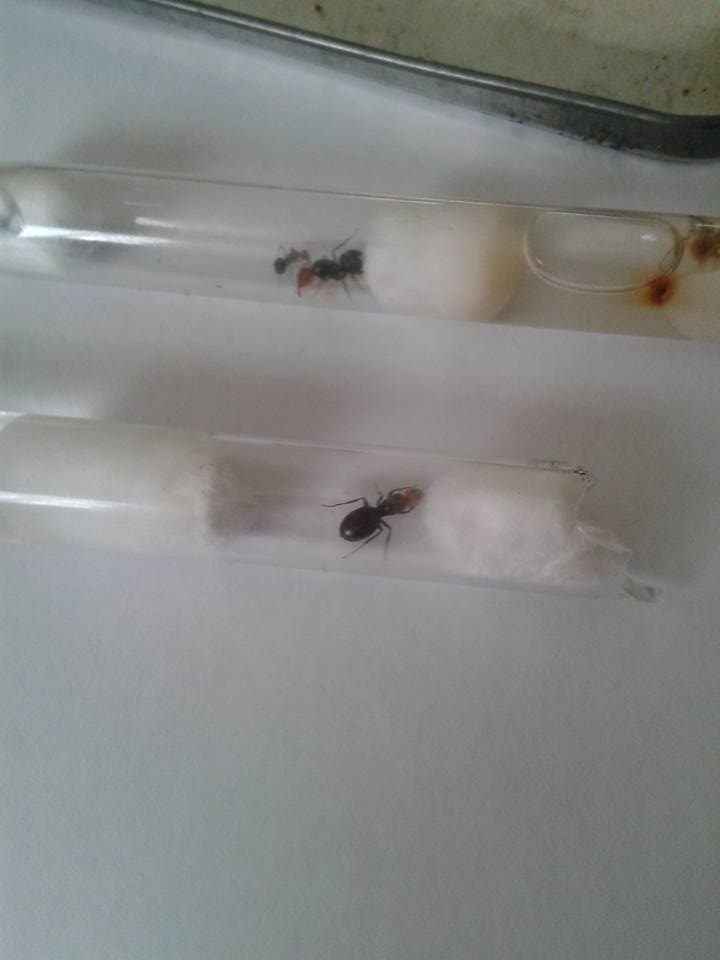 camponotus