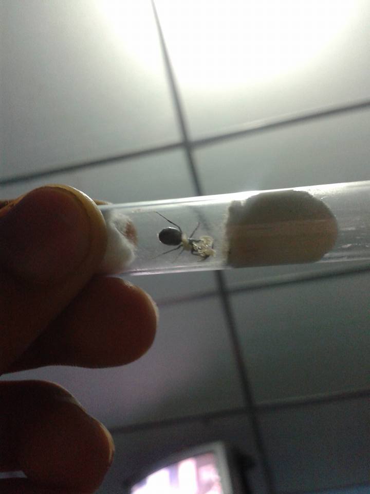 camponotus