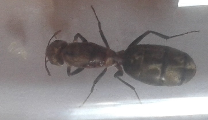 Camponotus Rosariensis