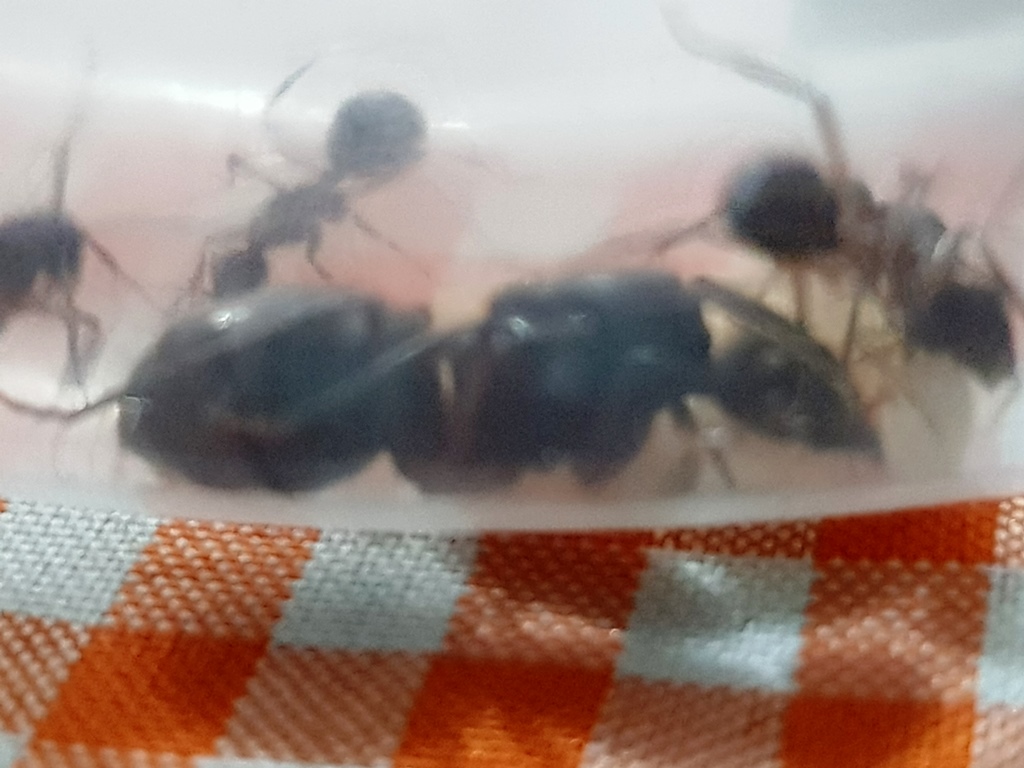 Reina Camponotus Morosus 2