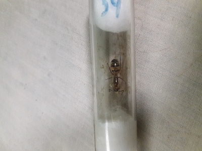C.substitutus2