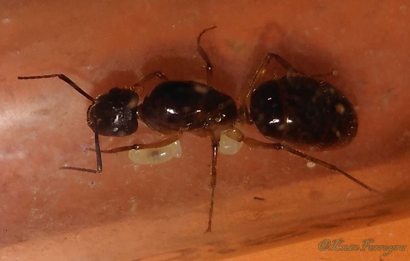 Camponotus atriceps