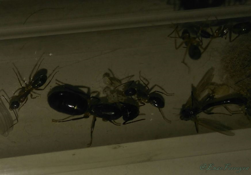 Camponotus sp.