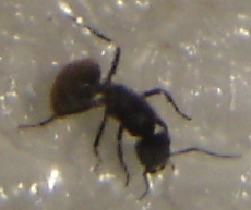 Reina Camponotus de Argentina(lucyg)