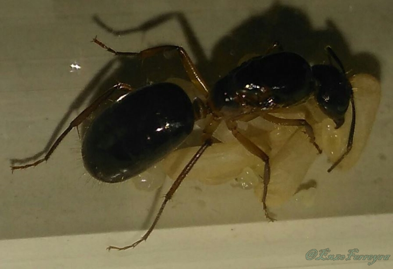 Camponotus atriceps