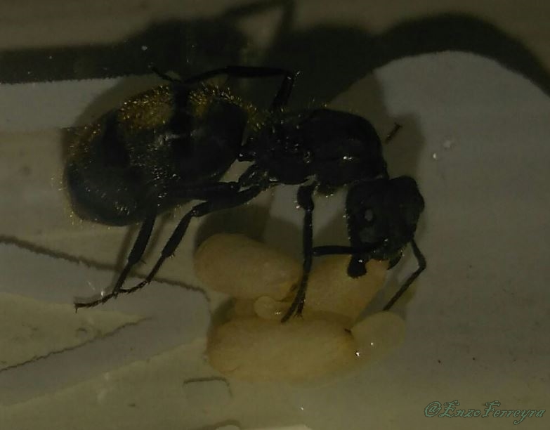 Camponotus mus