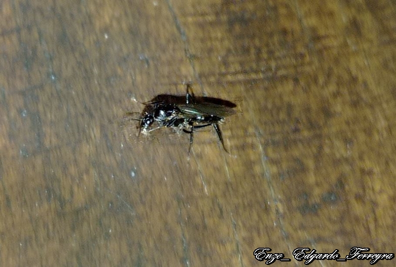Camponotus sexgutattus