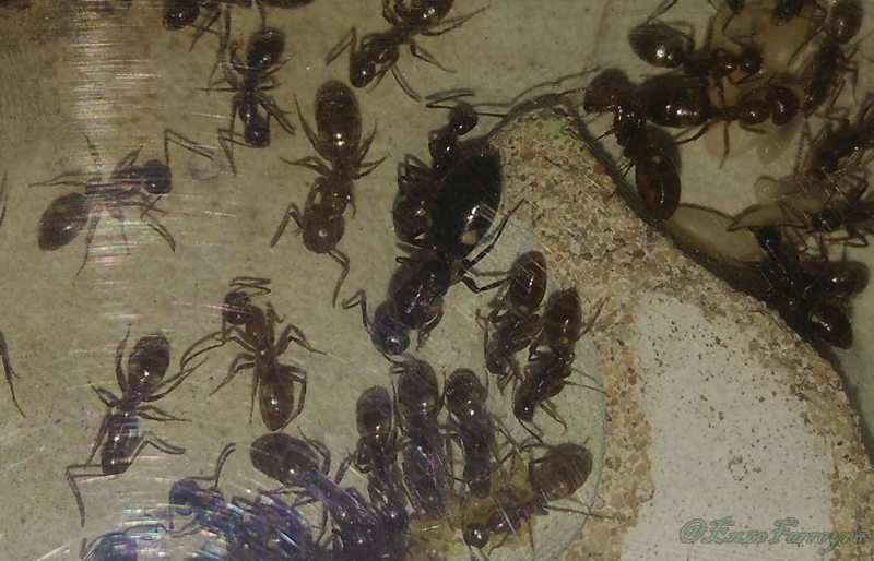 Camponotus sexgutattus