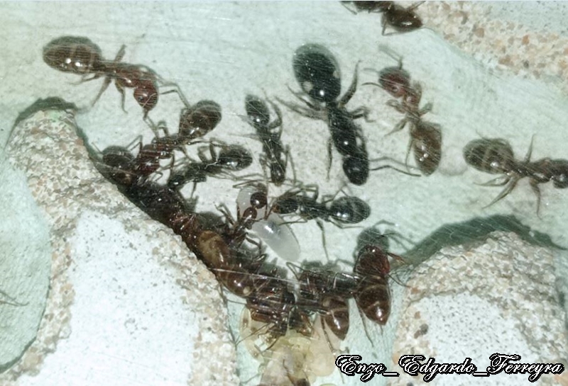 Camponotus sexgutattus