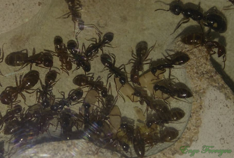 Camponotus sexgutattus