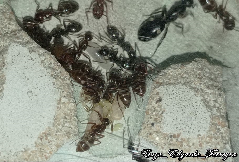 Camponotus sexgutattus