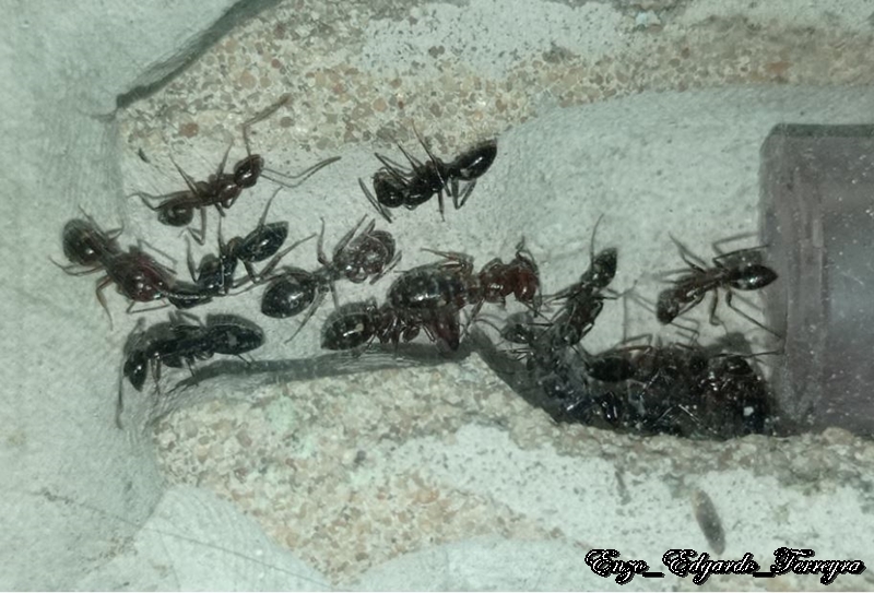 Camponotus sexgutattus