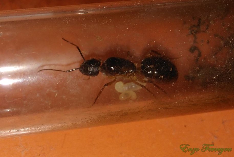 Camponotus sp.