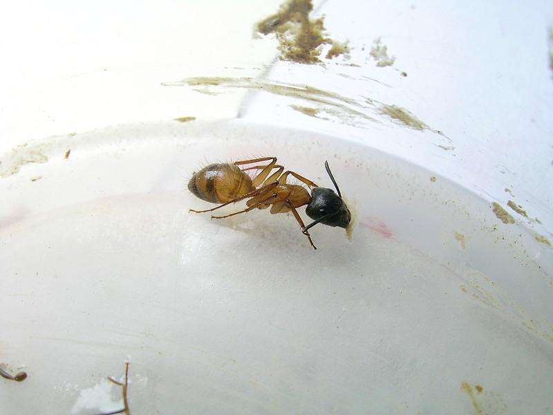 camponotus  sp