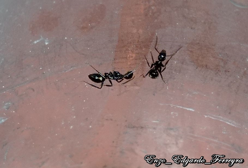 Camponotus sexgutattus