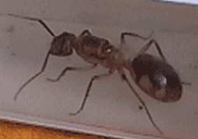 laroquera