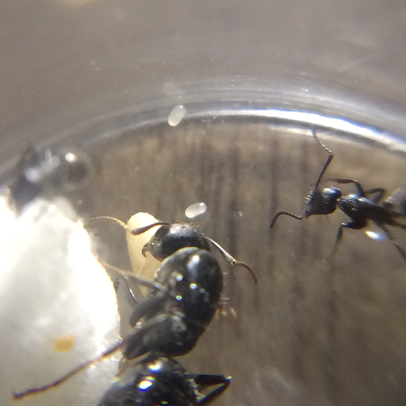 C.sp2