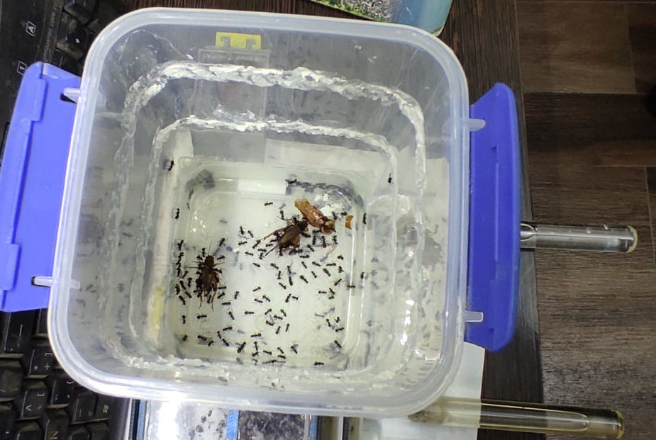 Camponotus mus 01